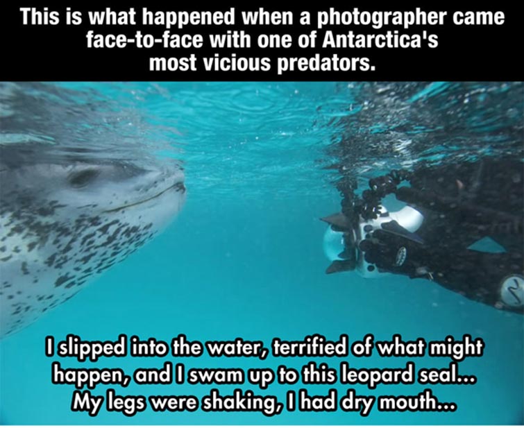 A Photographer Came Face-To-Face With A Vicious Predator. I Still Can't Believe What Happened Next.