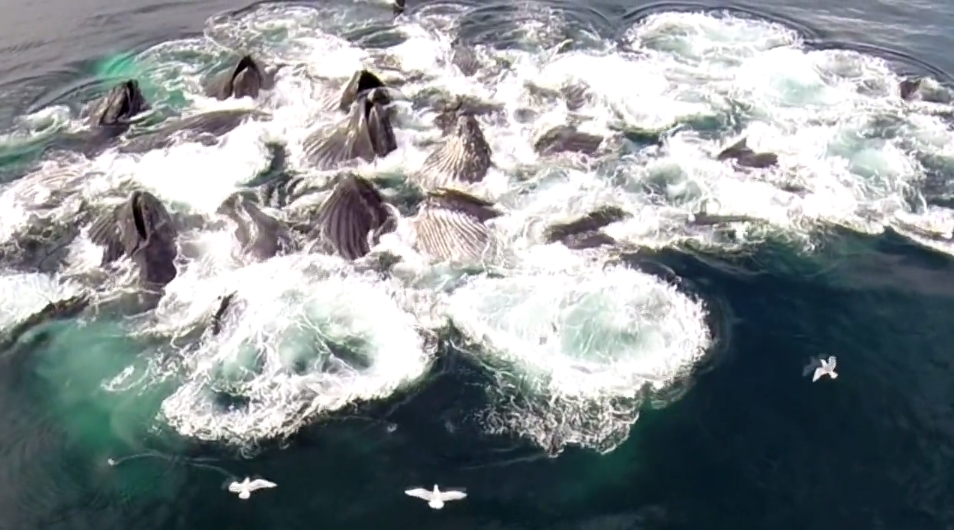 drone captures Humpbacks Feeding Alaska