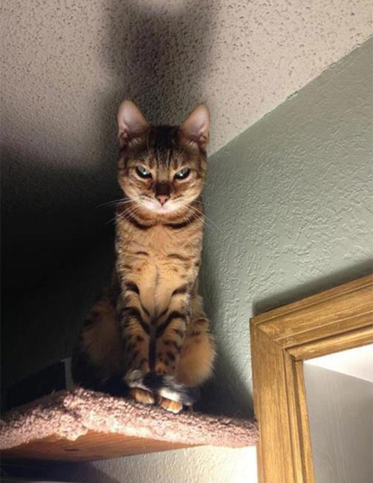 funny evil cat planning kill you