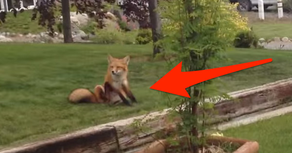fox