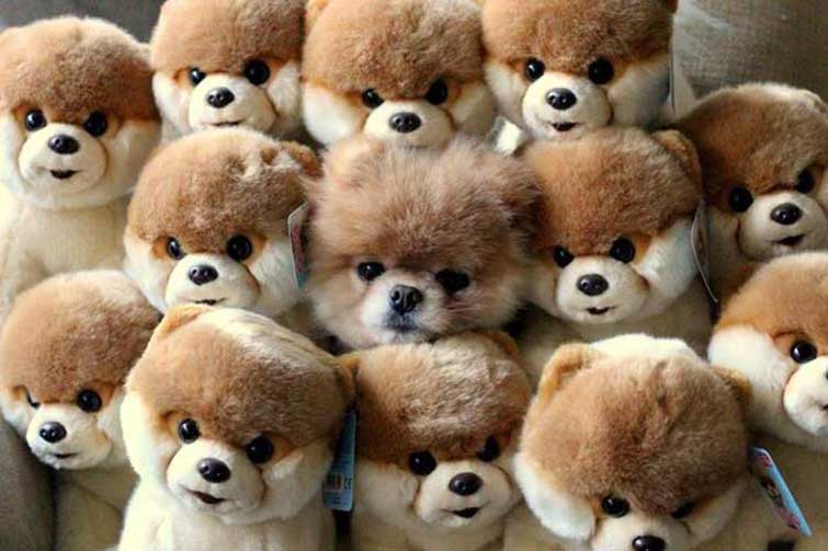 camouflage dogs