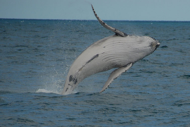 whale