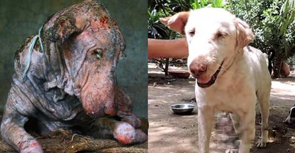 dying dog
