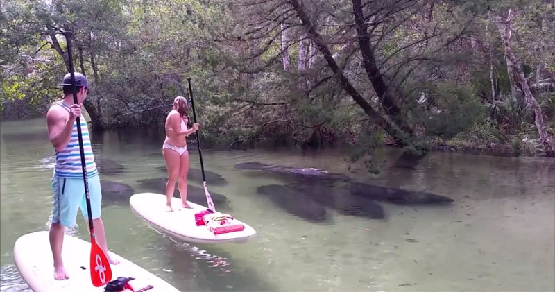 manatees swim past stand up paddleboarders