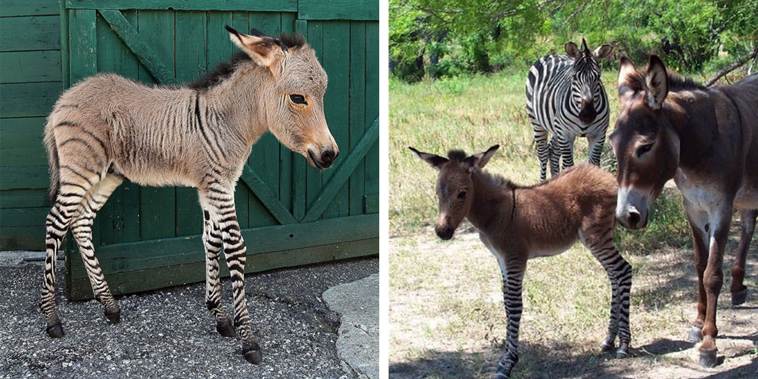 Adorable Italian Zonkey is Half Zebra, Half Donkey