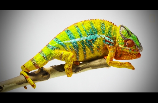 Here's The Real Reason Why Chameleons Change Colors