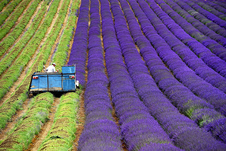 HARVESTING LAVENDER