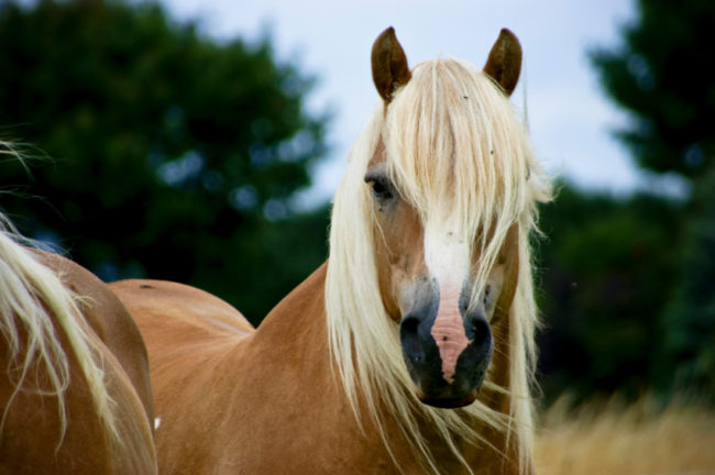 13 Beautiful Horse Breeds You Didn't Know Existed Before Today