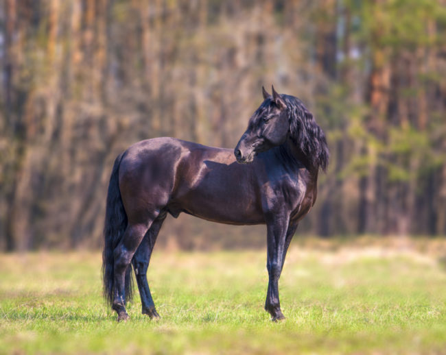 Beautiful-Horse-Breeds-9.jpg