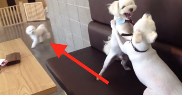 Dog Breaks Up Puppy Fight