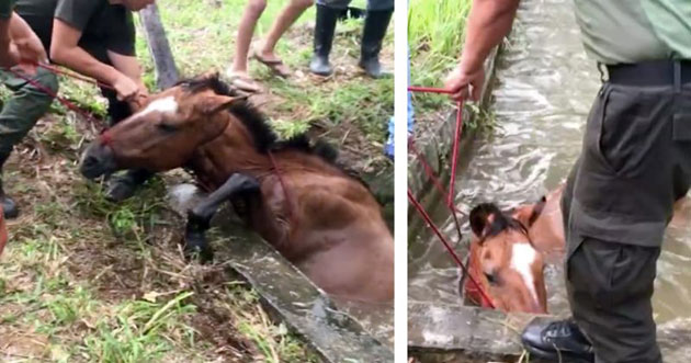 horse rescue