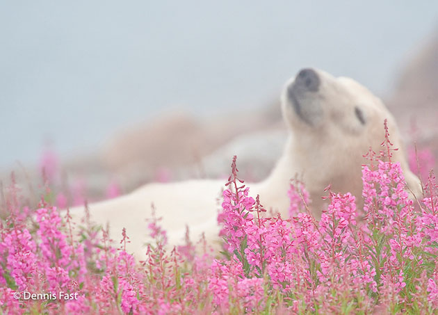 flowers bears