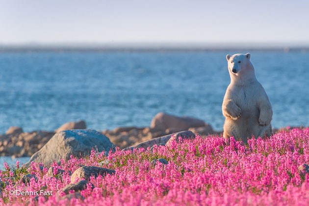 big bear flower