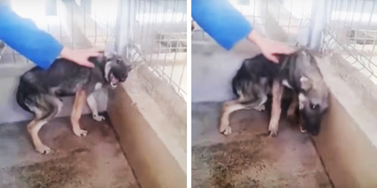 animal-abuse-texas-a-m-today