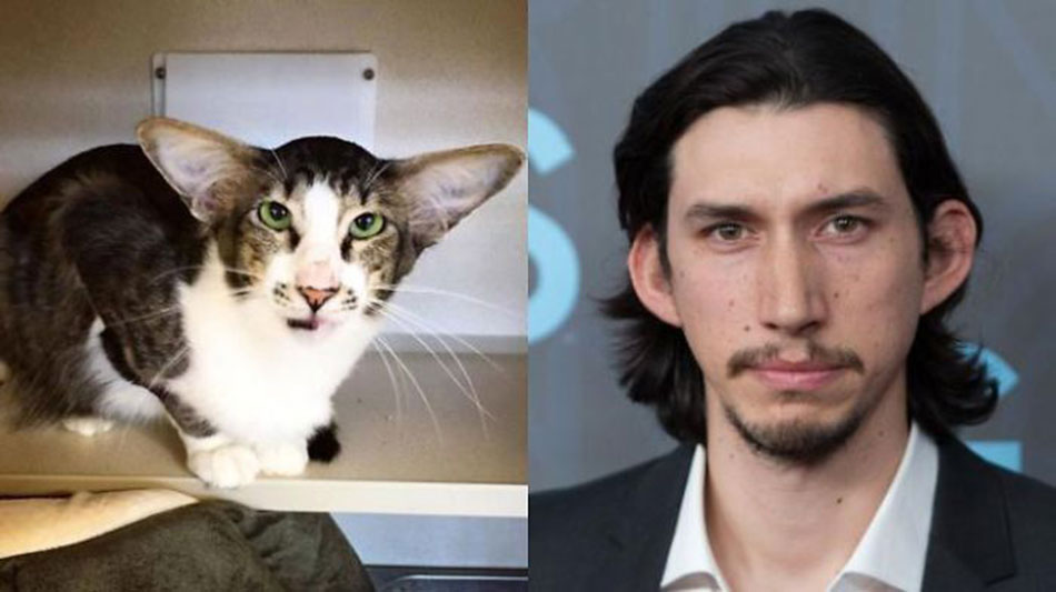 22 Animals That Totally Look Like Celebrities