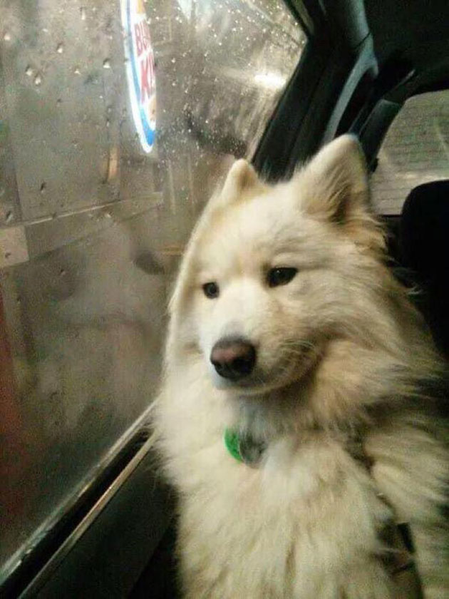 animals on a deep spiritual level