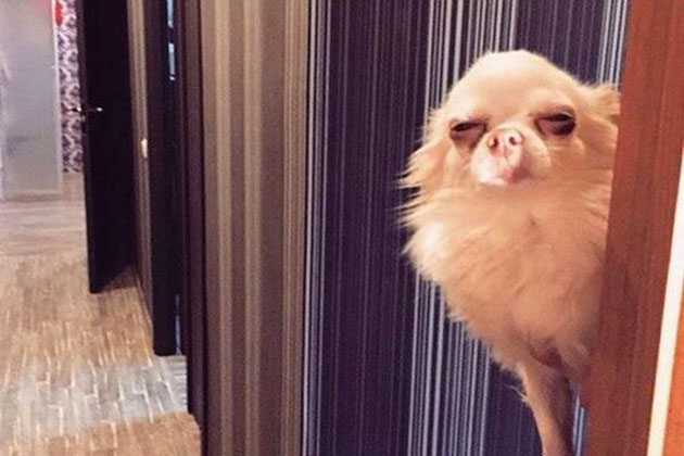 animals on a deep spiritual level