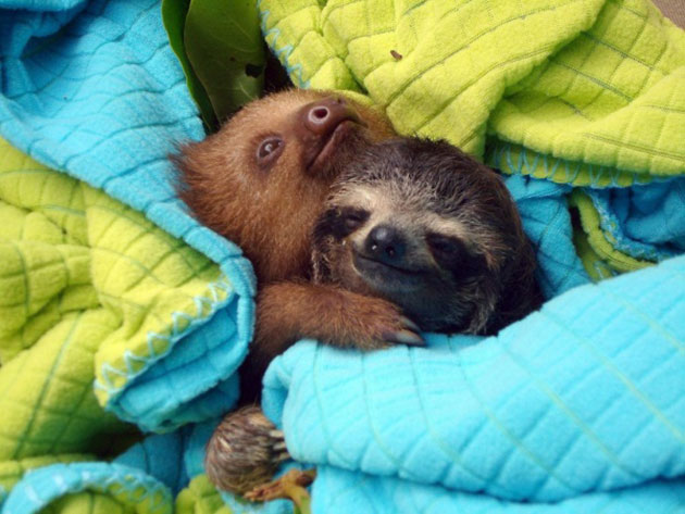 animals on a deep spiritual level