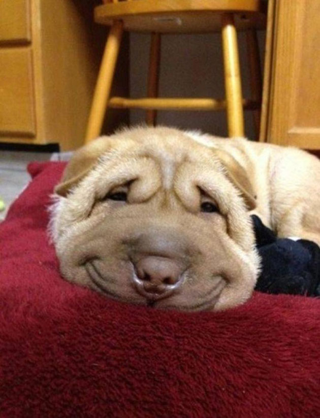 animals on a deep spiritual level