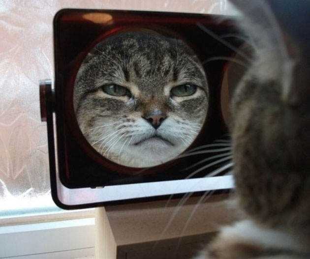 animals on a deep spiritual level