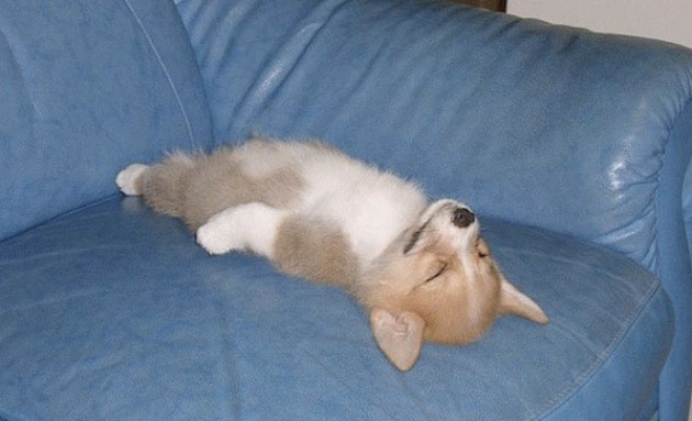 animals on a deep spiritual level