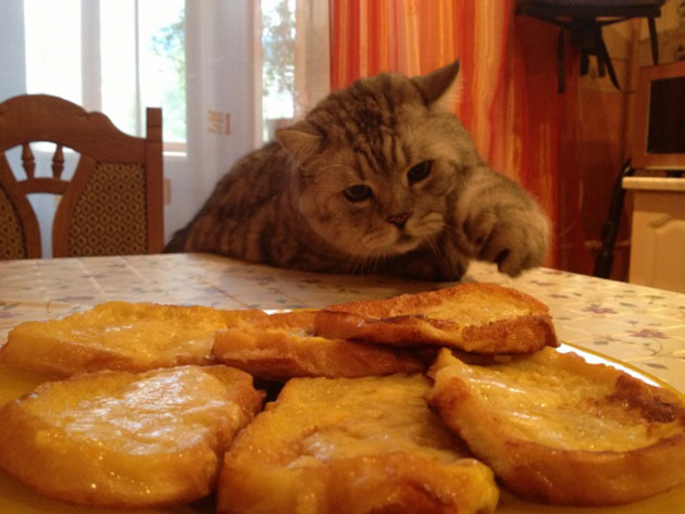 animals on a deep spiritual level