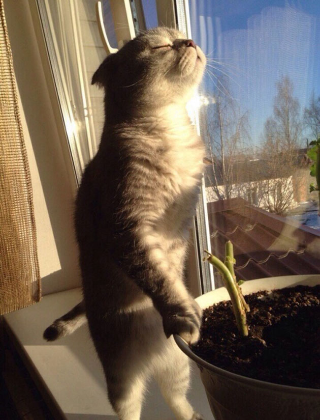 animals on a deep spiritual level