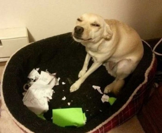 animals on a deep spiritual level