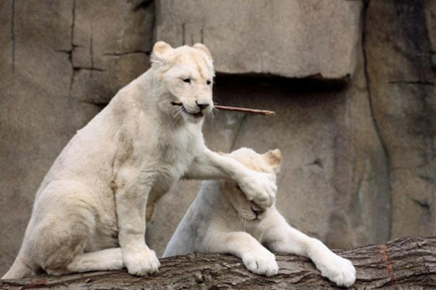 animals on a deep spiritual level