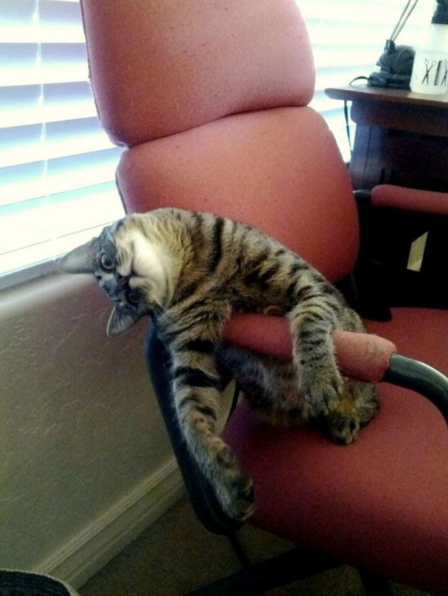 animals on a deep spiritual level