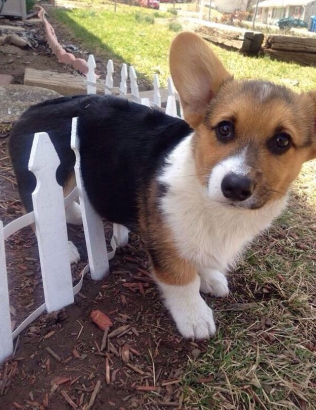 animals on a deep spiritual level