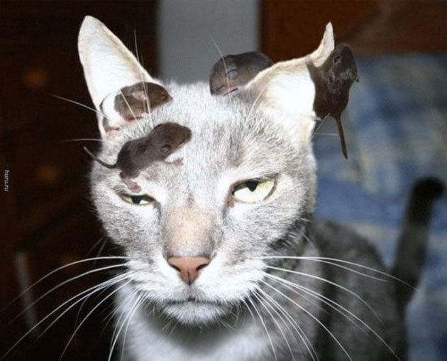 animals on a deep spiritual level