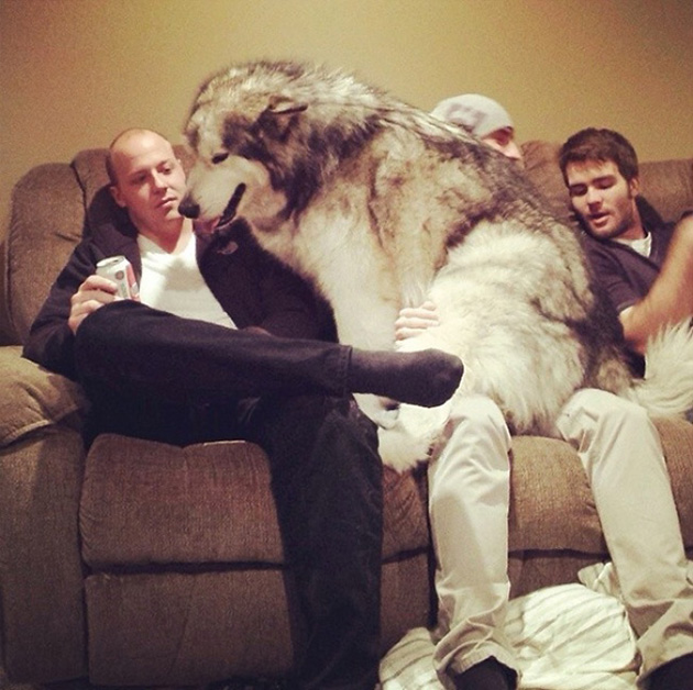 A Friend With No Sense Of Personal Space 15 Hilarious Dogs Who Have Absolutely No Understanding of Personal Space