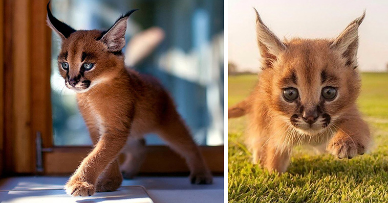 This Strange Wild Cat Is Called A Caracal And It Might Just Be The 