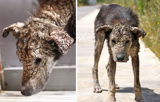 Dog Who Turned To Stone Never Knew She Could Be Loved So Much