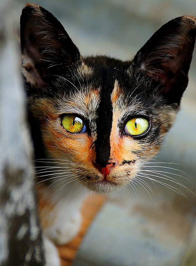 20 Of The Most Beautiful Cats In The World 2389