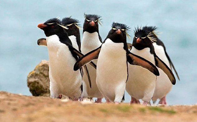 animals album photos
