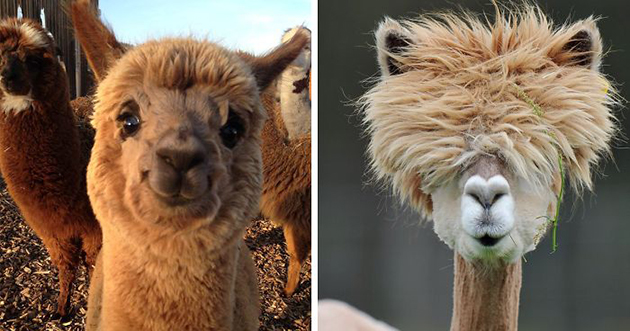 10 Alpacas That Will Make Your Day