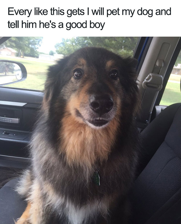 30 Of The Happiest Dog Memes Ever That Will Make You Smile From Ear To Ear