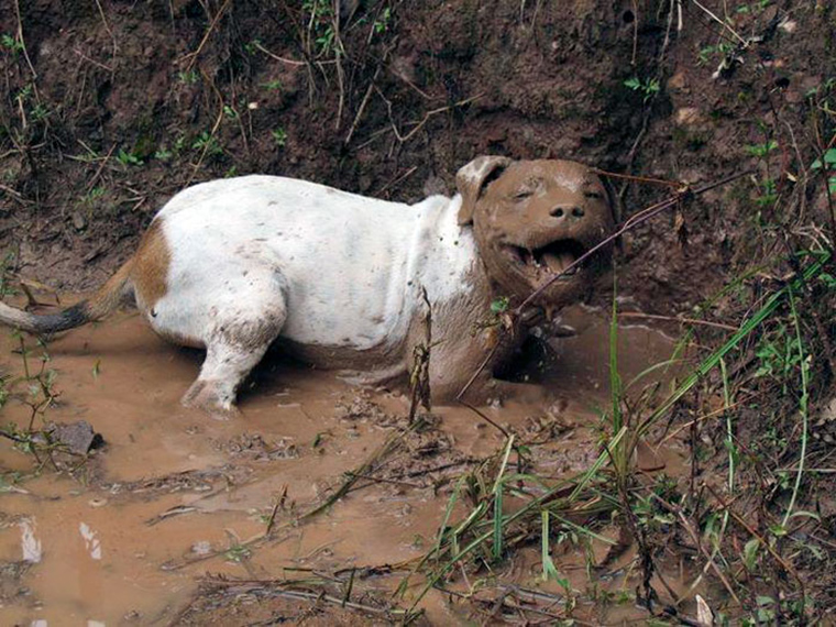 20+ Reasons You Should Never Let Your Dog Play In The Mud