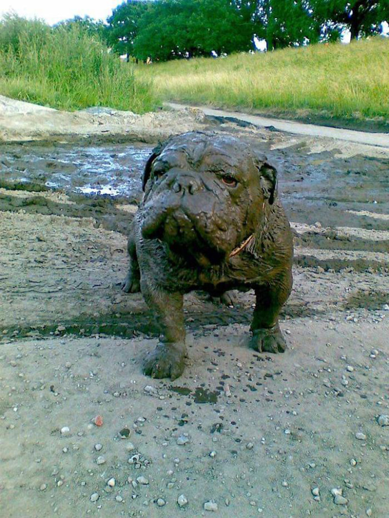 20+ Reasons You Should Never Let Your Dog Play In The Mud