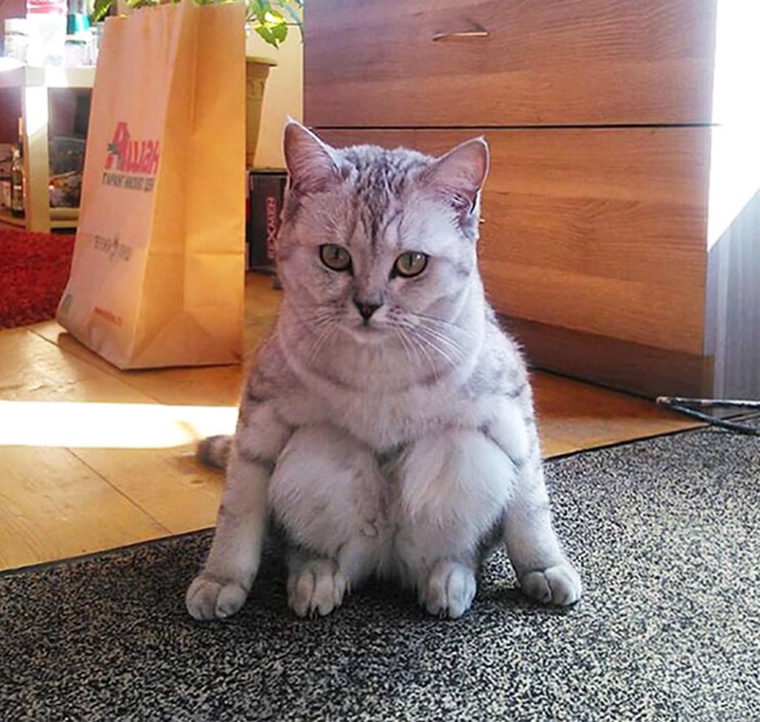 People Are Sharing Pics Of Their Cats Acting Weird