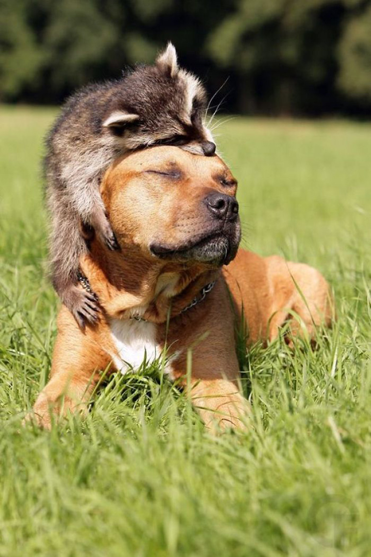 12 Trash Panda Pics That Prove They’re The Cutest Animal