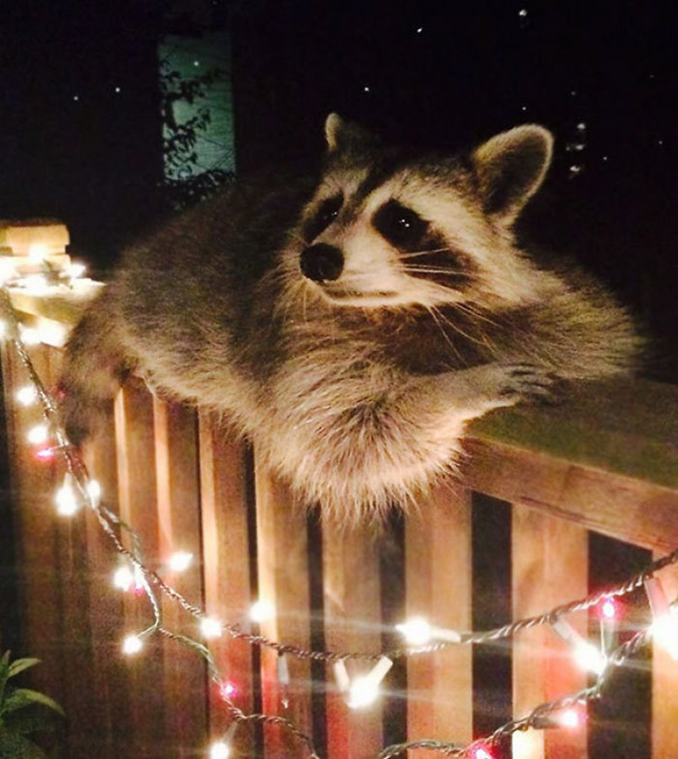 12 Trash Panda Pics That Prove They’re The Cutest Animal In The World