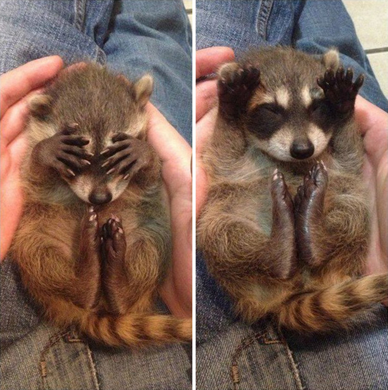 12 Trash Panda Pics That Prove They’re The Cutest Animal In The World