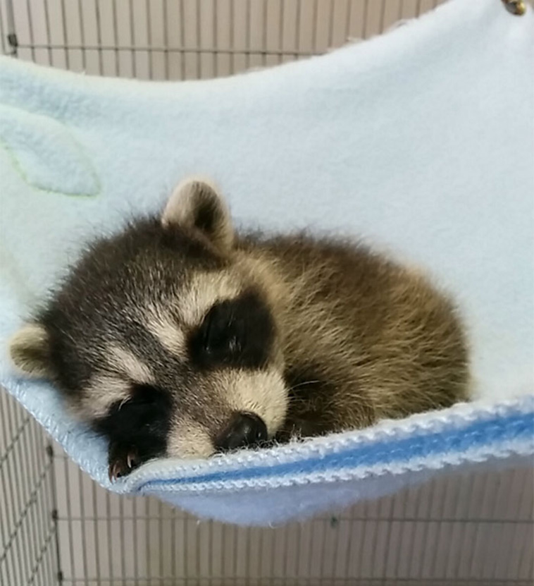 12 Trash Panda Pics That Prove They’re The Cutest Animal In The World