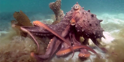 angry and angrier octopus