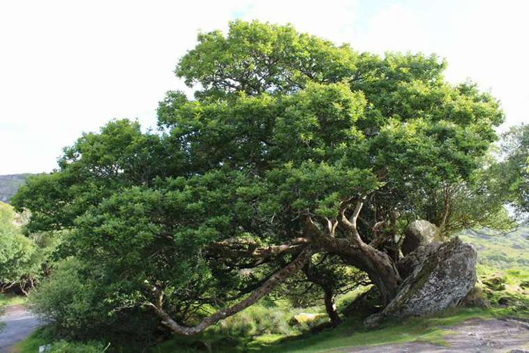 20+ Badass Trees That Refuse To Die No Matter What
