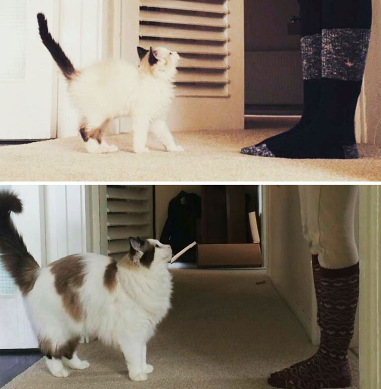 10 BeforeAndAfter Photos Of Cats Growing Up