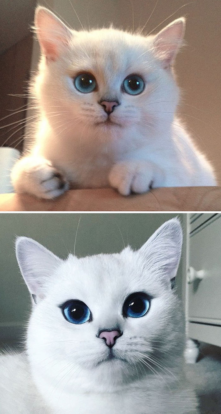 10 BeforeAndAfter Photos Of Cats Growing Up